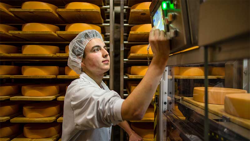 Ein Milchtechnologe überprüft die Qualität des Käses mittels Computer