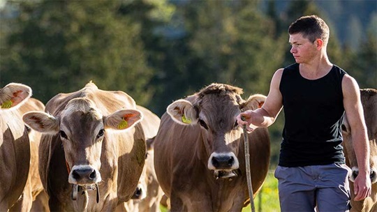 Ein Landwirt bringt seine Kälber auf die Weide
