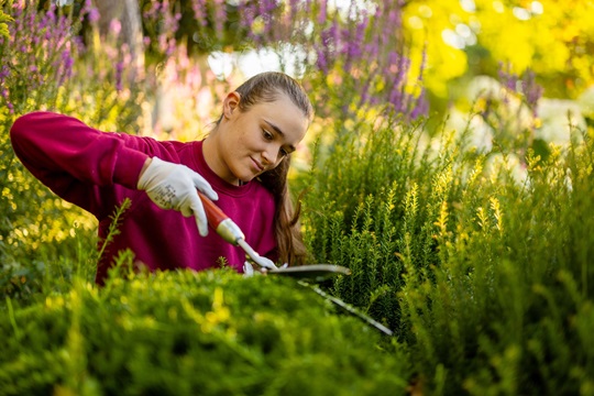 Eine Gärtnerin schneidet ein Gebüsch in Form