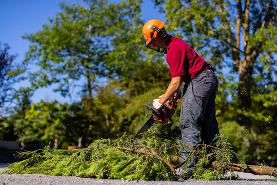 Ein Gärtner zerschneidet mit einer Motorsäge einen Baum