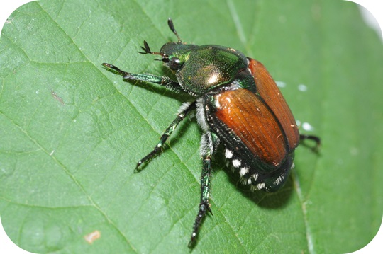 Bildquelle: Agrocsope